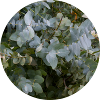 Tasmanian Eucalyptus