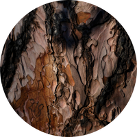 Himalayan Cedarwood