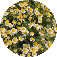 Javanese Citronella