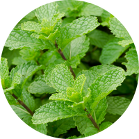 Alpine Peppermint
