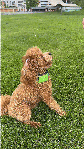 Dog outside in the grass wearing the pendant